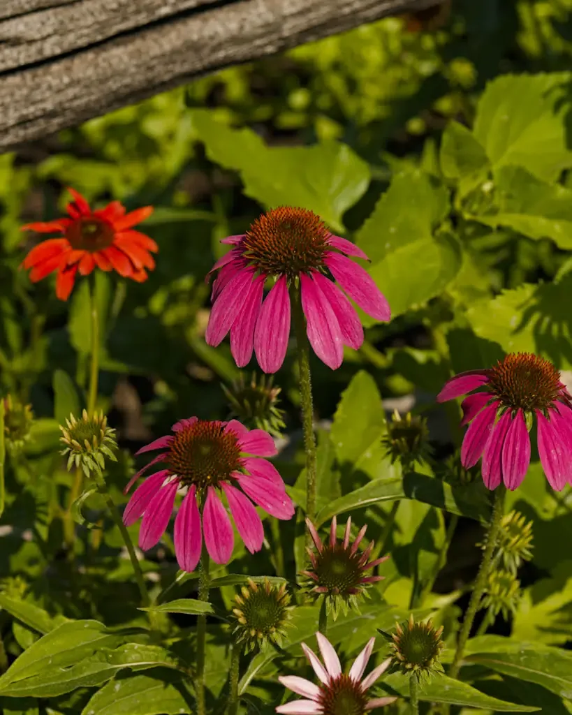 AI generated alt: Magenta coneflowers in low sun, one scarlet bloom behind them, under the end of a split grey board.