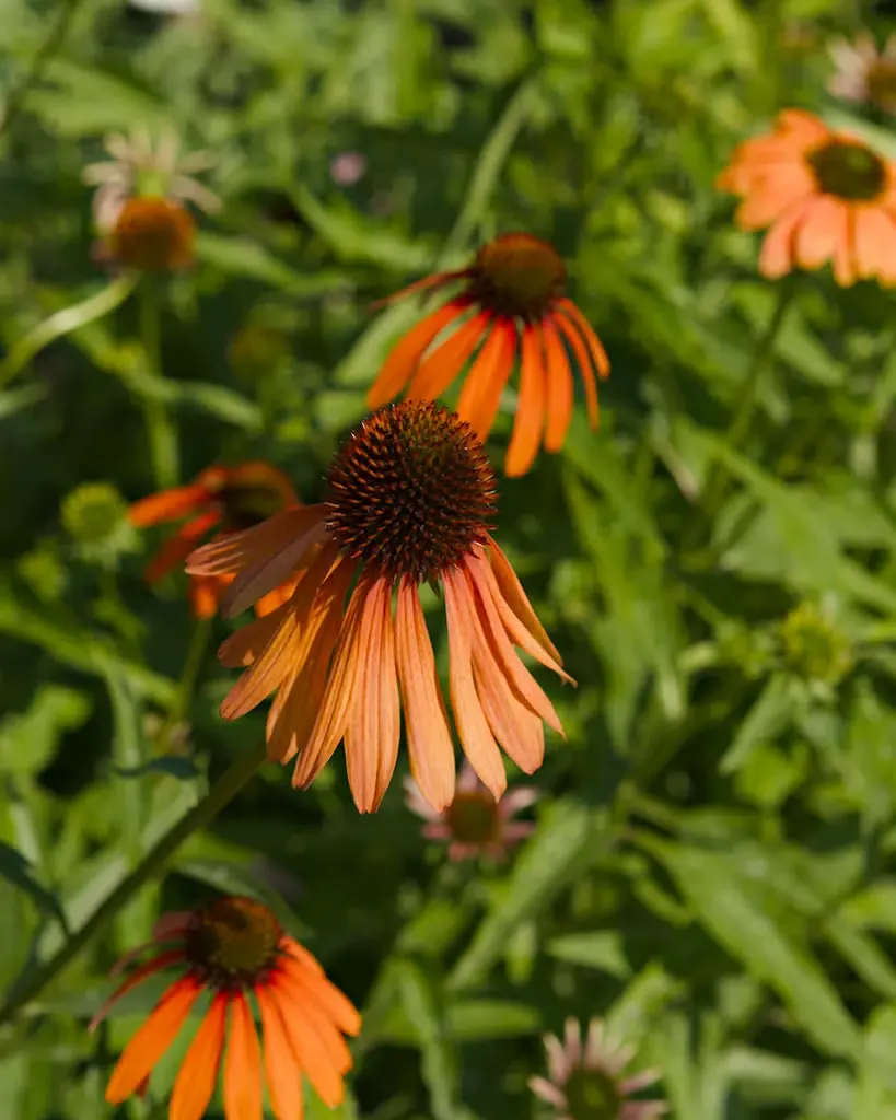 AI generated alt: backlit orange coneflower with its dark bristled centre turned to the camera, more of them out of focus behind.