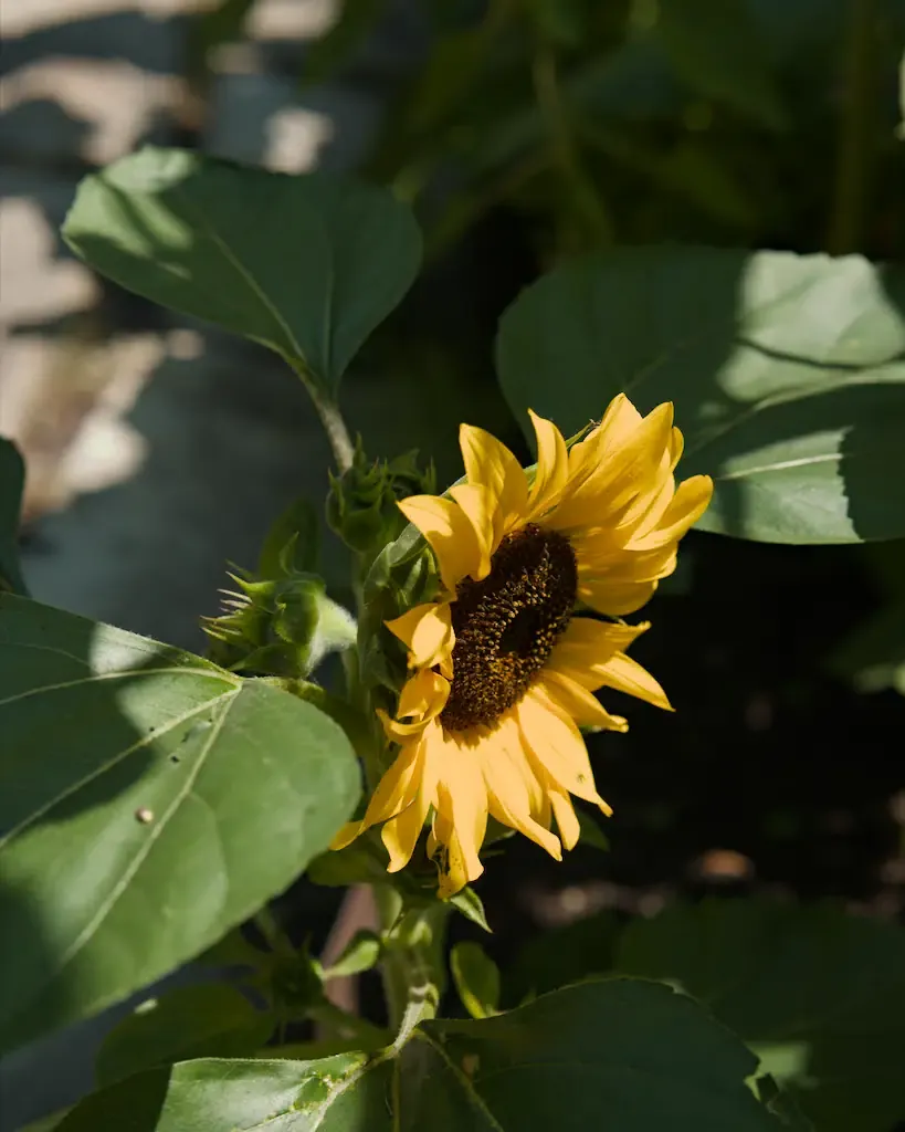 AI generated alt: young sunflower half open among broad dark leaves, with two unopened buds beside it.
