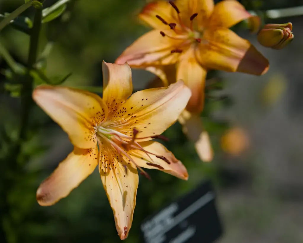 AI generated alt: Two apricot lilies with freckled throats, a garden label out of focus behind them.
