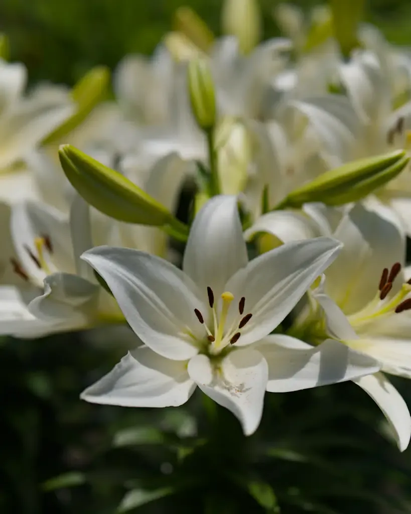 AI generated alt: stand of white lilies in full sun, one open flower sharp in front of buds and further blooms.