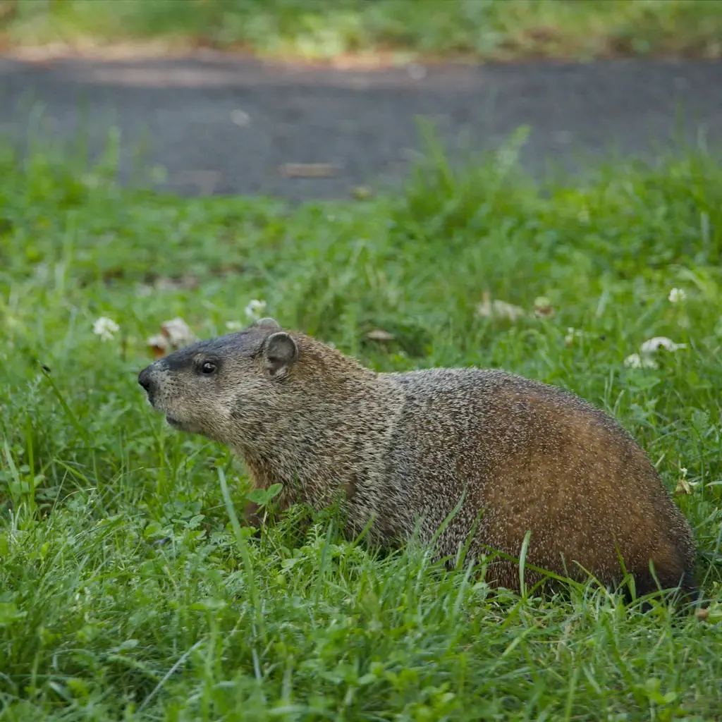 AI generated alt: A groundhog sitting up in long grass beside a paved path, facing left.