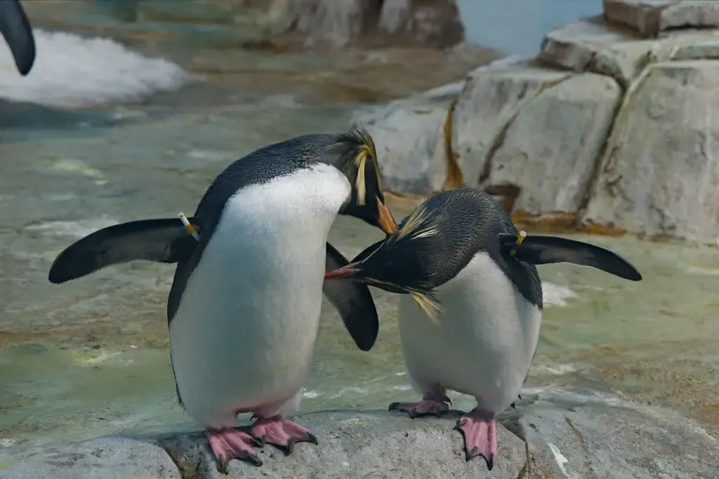 AI generated alt: Two rockhopper penguins standing close together on wet rock, both with yellow crest feathers and tagged flippers.