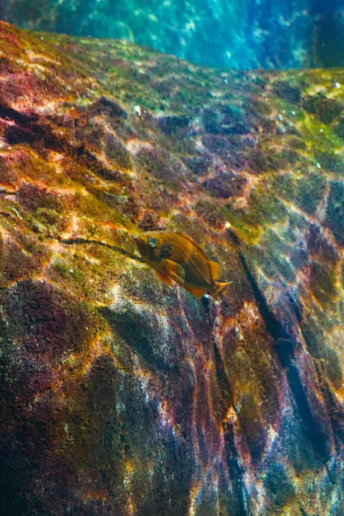 AI generated alt: A small orange fish hanging over a rock face covered in red, green and violet algae, lit blue water above.