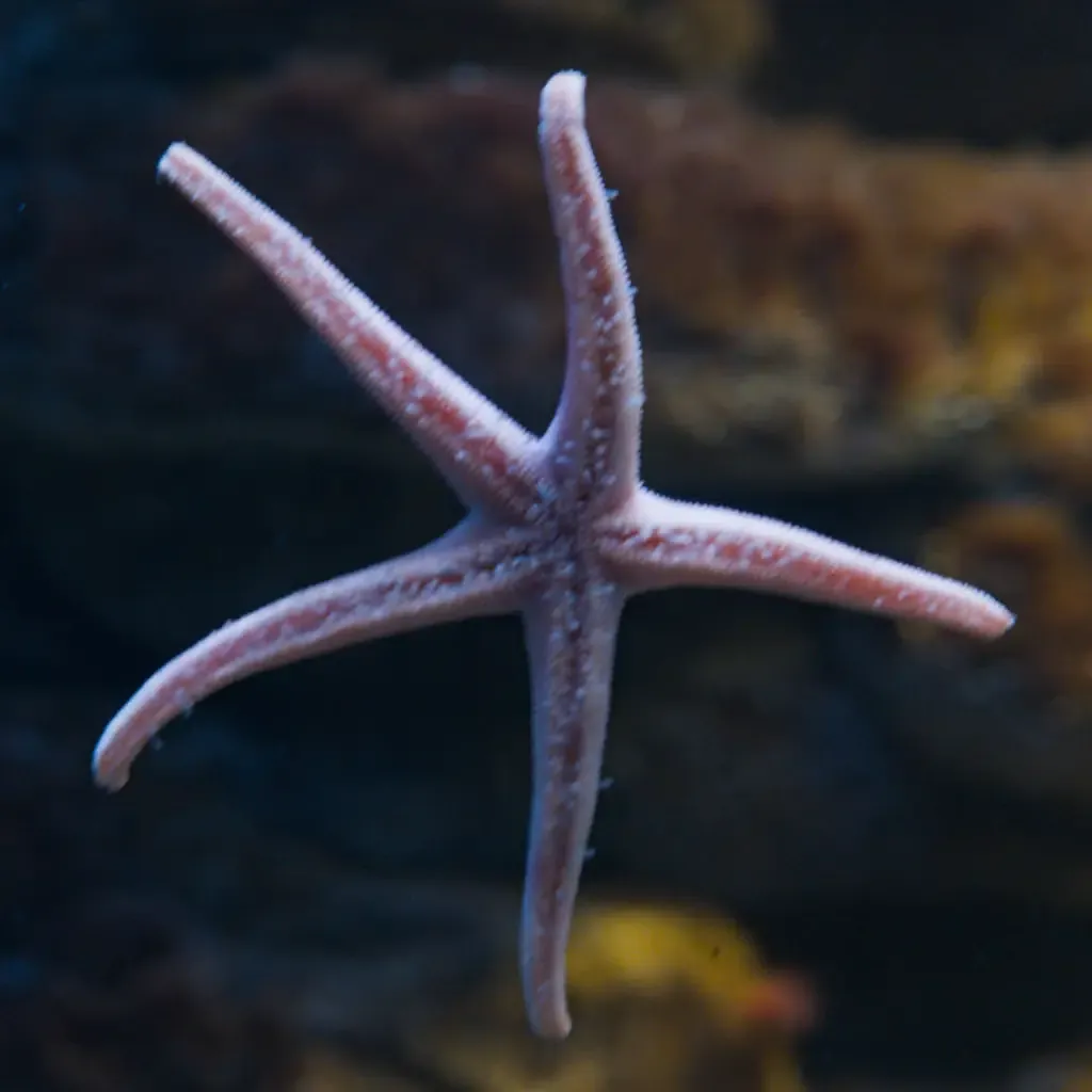 AI generated alt: pale pink starfish pressed flat against aquarium glass, its five arms spread, dark rock behind.