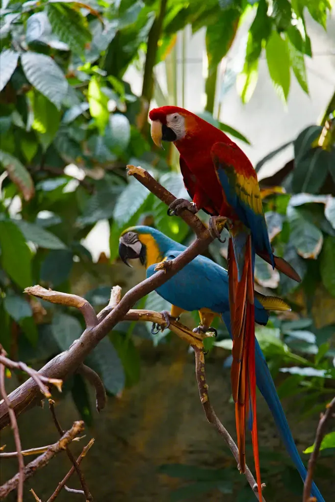 AI generated alt: scarlet macaw and a blue-and-gold macaw perched on the same bare branch under broad green leaves.