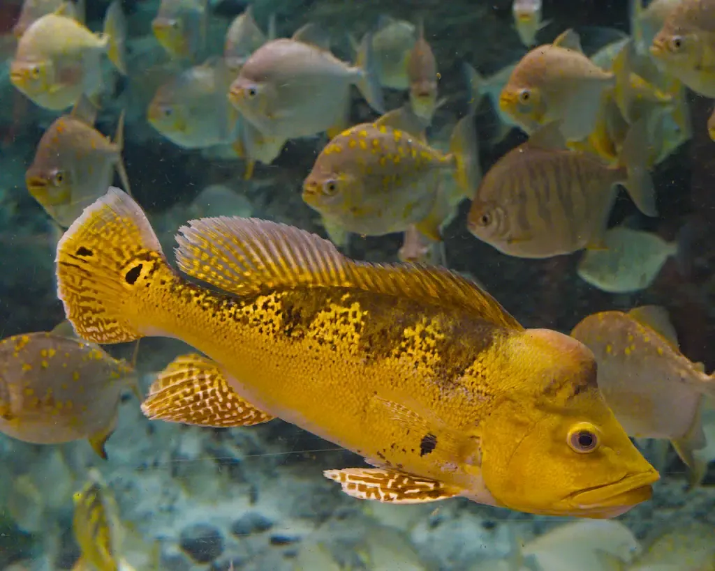 AI generated alt: A large yellow and black mottled fish in the foreground, a loose school of pale silver fish drifting behind it.